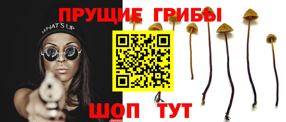 Псилоцибиновые грибы Psilocybine cubensis Чистополь